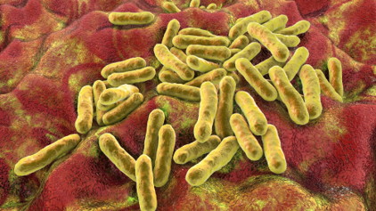 Propionebacteruium acne
